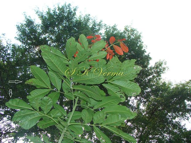  Leaves (arrow-marked) with terminal odd leaflet